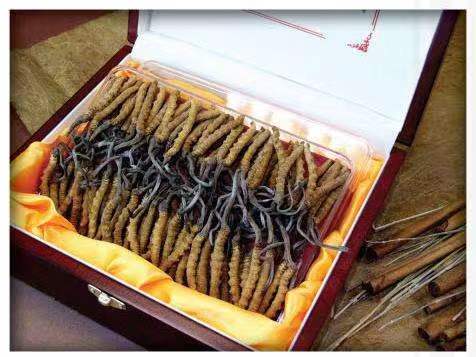 阿拉尔冬虫夏草回收